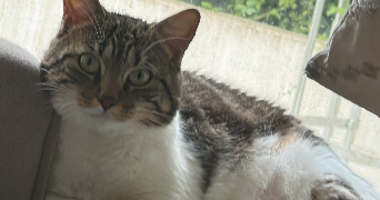 chaimae cat sitter à COMBS LA VILLE 77380_2