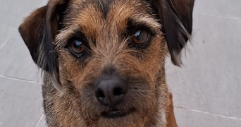 elena pet sitter à NOISY LE ROI 78590_1