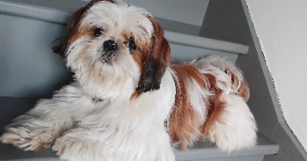 christine  pet sitter à POUZAY 37800_14