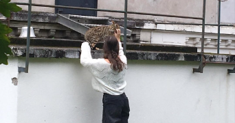malou pet sitter à NANTES 44000_1