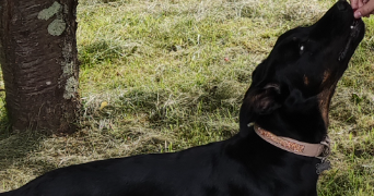 françois pet sitter à NERAC 47600_3