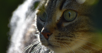 julien cat sitter à BORDEAUX 33000_3