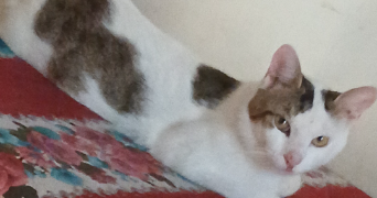 severine pet sitter à JUVISY SUR ORGE 91260_1