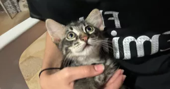 sérina pet sitter à GRENOBLE 38000