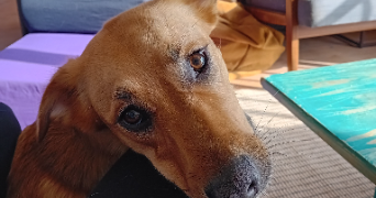 elise pet sitter à CHAMBERY 73000_4