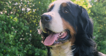 karmel dog sitter à LAVAL 53000_1