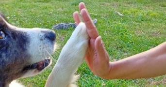 delphine pet sitter à ST ANDRE DES EAUX 44117_4