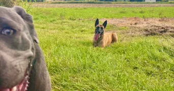 leonnie dog sitter à ST GERVAIS SUR ROUBION 26160