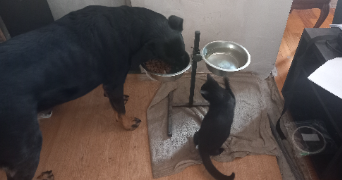 typhanie pet sitter à BOUZONVILLE 57320_2