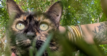 marina pet sitter à BEZIERS 34500_3