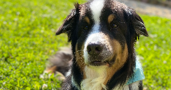 tiffany pet sitter à ANTONNE ET TRIGONANT 24420_0
