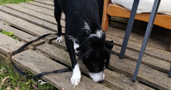 luna pet sitter à Bordeaux 33100_3
