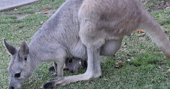 frenchy dog sitter à STRASBOURG 67000_1