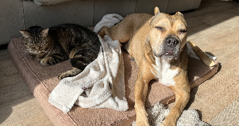 Alicia pet sitter à Aubervilliers 93300_4