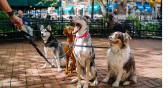 dhaia pet sitter à LIMOGES 87000_0