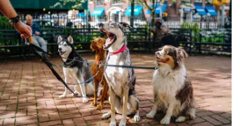 dhaia pet sitter à LIMOGES 87000