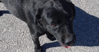 mathilde dog sitter à CONFLANS STE HONORINE 78700_2