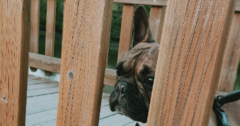 méli pet sitter à CHALLANS 85300_5