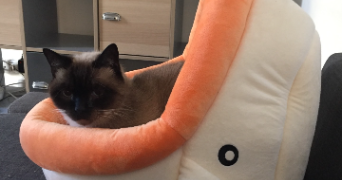 léa pet sitter à LILLE 59000_2