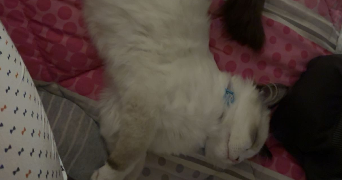 dehia  pet sitter à LILLE 59000_9