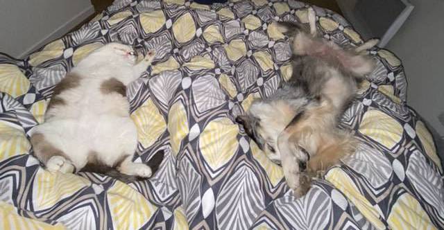 Helen pet sitter à Draveil 91210_7