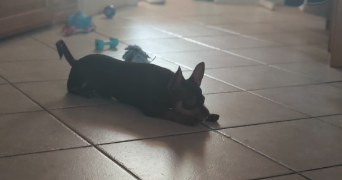 ophélie pet sitter à JOUE LES TOURS 37300_3