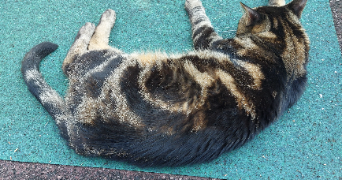 muriel pet sitter à BRETAGNE DE MARSAN 40280_3