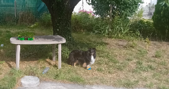 amelie pet sitter à PONTOISE 95300_2