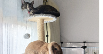 cynthia pet sitter à ST DENIS SUR COISE 42140_4