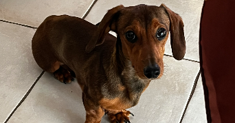 elyse pet sitter à ROESCHWOOG 67480_3