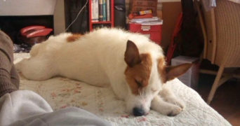 hippolyte pet sitter à ST MAUR DES FOSSES 94100_1