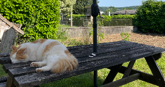 tya pet sitter à BREST 29200_1