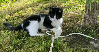 marie pet sitter à PREMESQUES 59840_6