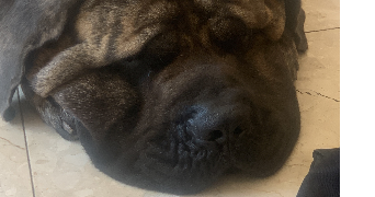 sarah pet sitter à MONTGEROULT 95650_3