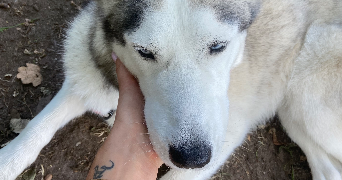 deva pet sitter à NERIGEAN 33750_6