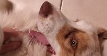 apolline pet sitter à VERSAILLES 78000_3
