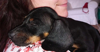 méonya pet sitter à PESSAC 33600_1