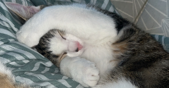 fiona pet sitter à MAURECOURT 78780_4
