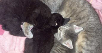 camille pet sitter à FENEU 49460_6