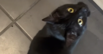 ranya pet sitter à ST GENIS POUILLY 01630_0