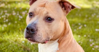 sabrina pet sitter à BROU SUR CHANTEREINE 77177_2