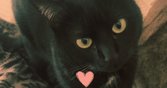 laura pet sitter à LE HAVRE 76600_1