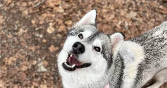 amandine  pet sitter à PERRIGNY LES DIJON 21160