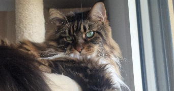 laure pet sitter à CLAMART 92140_7