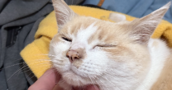 morgane pet sitter à BOUGUENAIS 44340_1