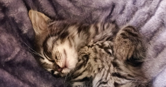 Stephanie pet sitter à LE CATEAU CAMBRESIS 59360_7