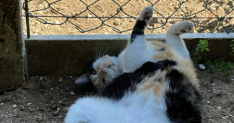 tiffany pet sitter à PICQUIGNY 80310_1