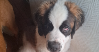marylou pet sitter à NANCY 54000_4