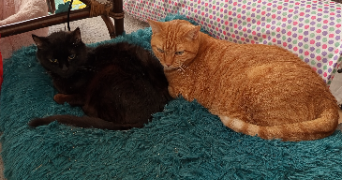 sarah pet sitter à BOURG EN BRESSE 01000_0
