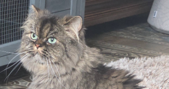 baloo pet sitter à MONTAIGU 02820_6